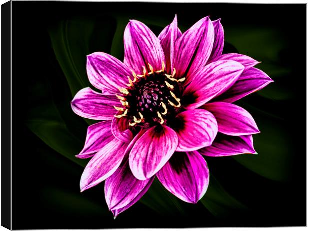 Dahlia Fascination Canvas Print by Jonathan Thirkell