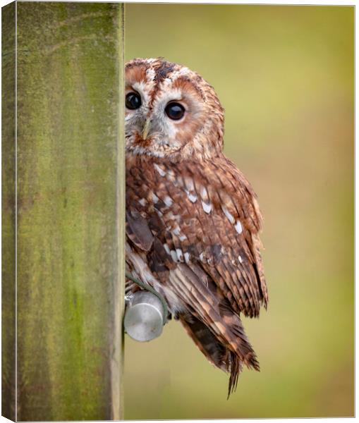 Tawny Owl on fencepost Canvas Print by Jonathan Thirkell