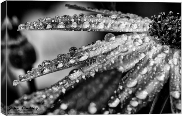 Rain drops in monochrome Canvas Print by Jonathan Thirkell
