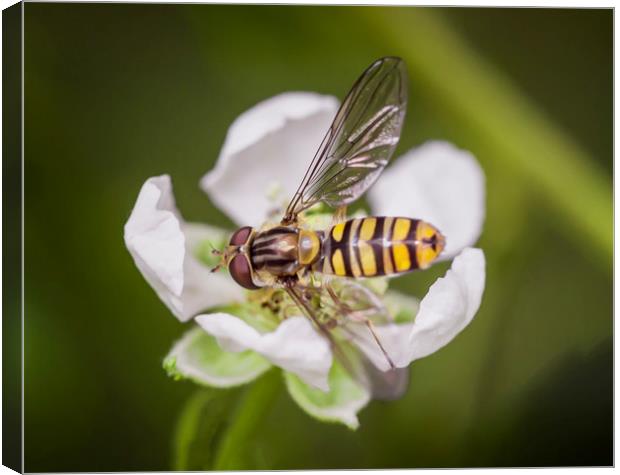 Resting Hoverfly Canvas Print by Jonathan Thirkell