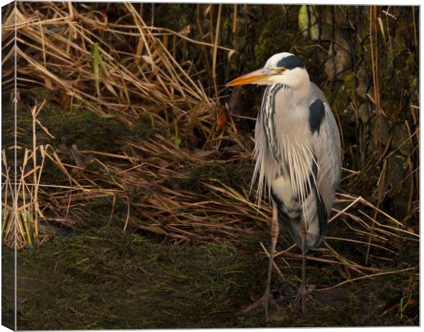 Standing Grey Heron Canvas Print by Jonathan Thirkell