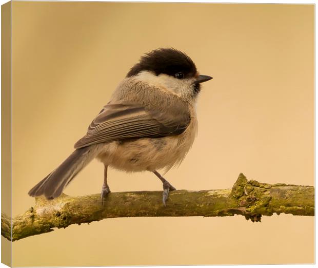 Enjoying the sunshine Canvas Print by Jonathan Thirkell