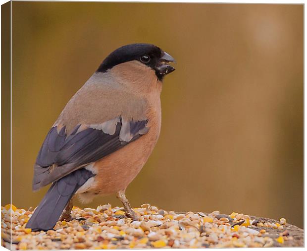 Female Bullfinch Feeding Canvas Print by Jonathan Thirkell