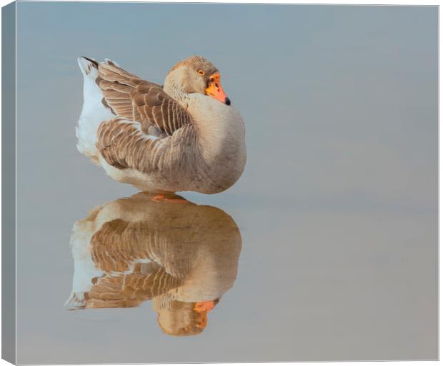 Goose on reflection Canvas Print by Jonathan Thirkell