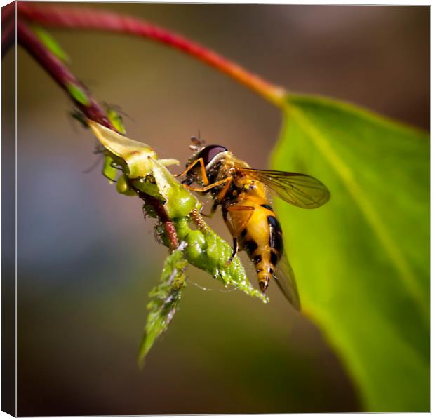Hover fly and aphids Canvas Print by Jonathan Thirkell