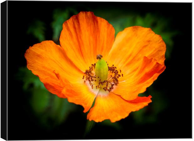 The eye of the poppy Canvas Print by Jonathan Thirkell