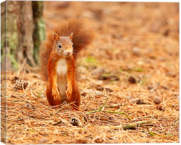 I didnt hide the nuts Canvas Print by Jonathan Thirkell