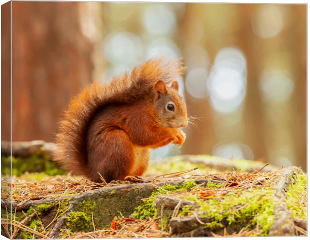 Red Squirrel  Canvas Print by Jonathan Thirkell