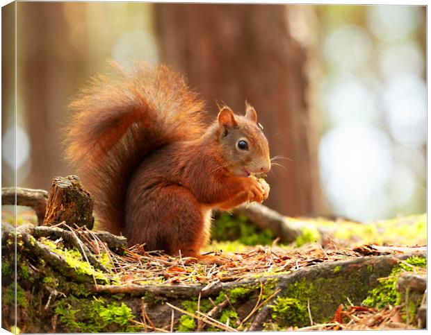 Red Squirrel Eating Canvas Print by Jonathan Thirkell