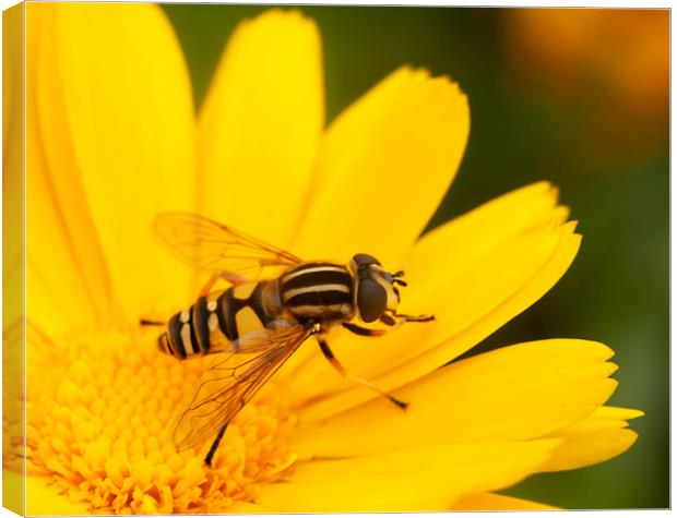 Single Hoverfly Canvas Print by Jonathan Thirkell