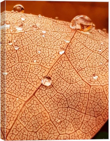 Leaf Texture Canvas Print by Jonathan Thirkell