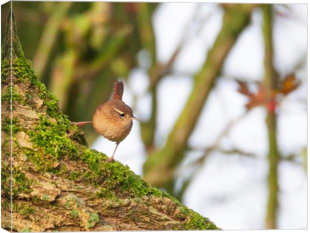 Wren in the morning sun Canvas Print by Jonathan Thirkell