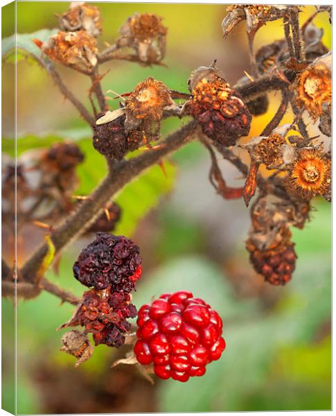The Last Berry Canvas Print by Jonathan Thirkell