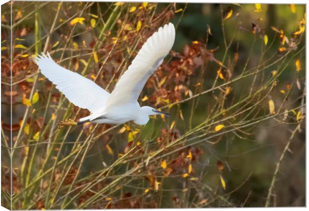Little Egret in flight Canvas Print by Jonathan Thirkell