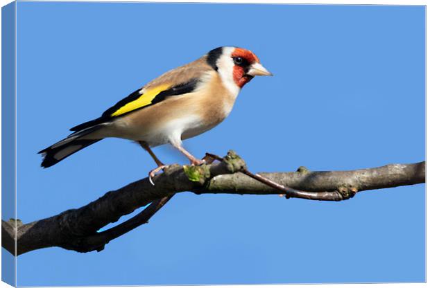 Goldfinch Canvas Print by Jonathan Thirkell