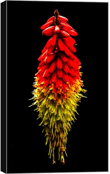 Red Hot Poker Canvas Print by Jonathan Thirkell