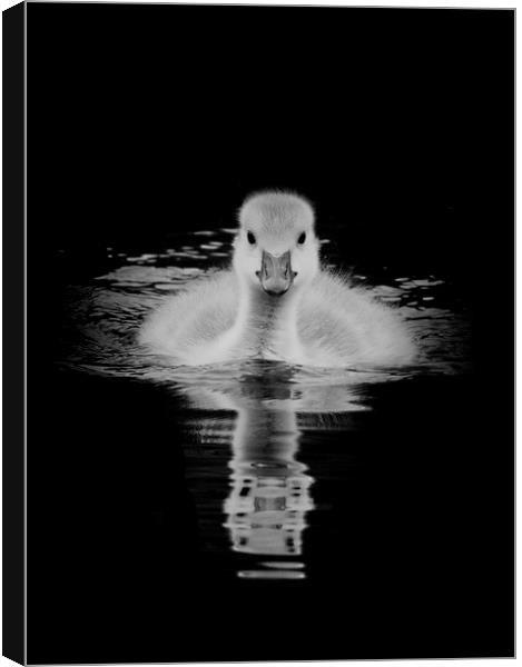 Gosling in monochrome Canvas Print by Jonathan Thirkell