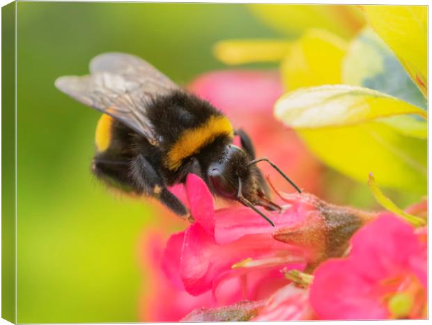 The Busy Bee Canvas Print by Jonathan Thirkell