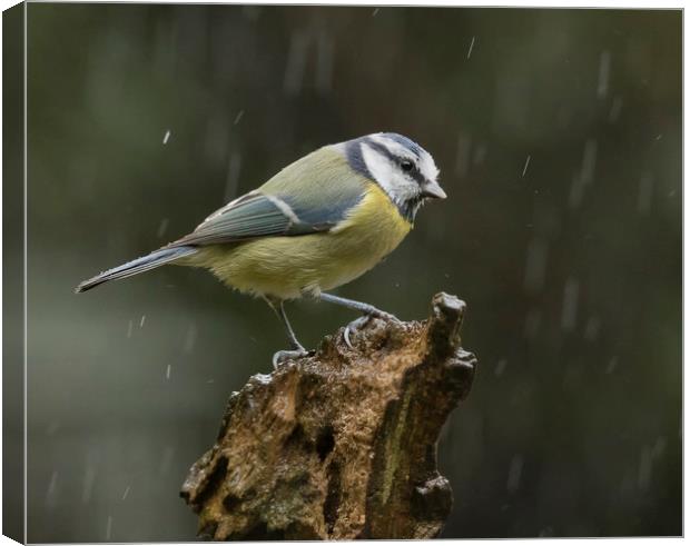 Blue tit in the rain Canvas Print by Jonathan Thirkell