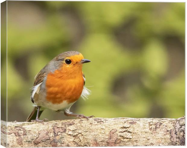 Robin Red Breast Canvas Print by Jonathan Thirkell