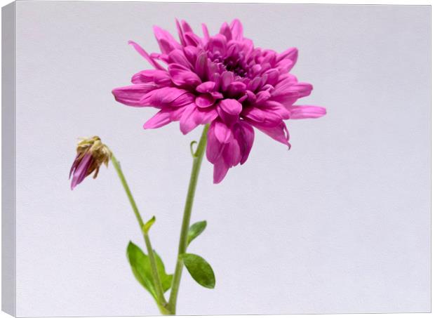 Purple Chrysanthemum Canvas Print by Jonathan Thirkell
