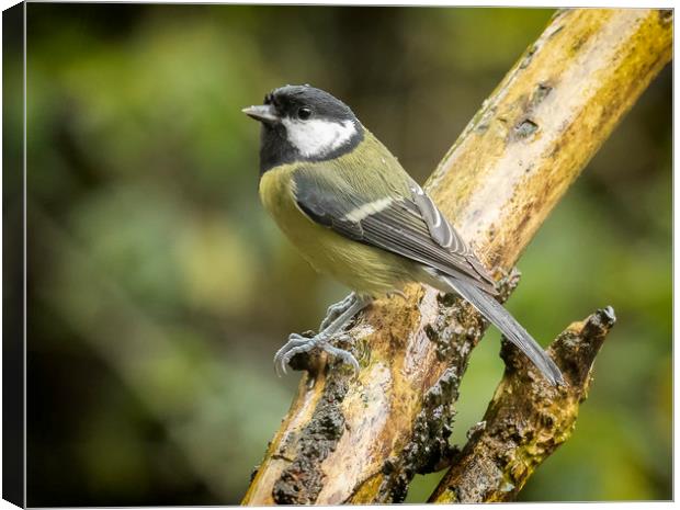 A very wet great tit Canvas Print by Jonathan Thirkell