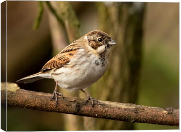 Reed Bunting Canvas Print by Jonathan Thirkell