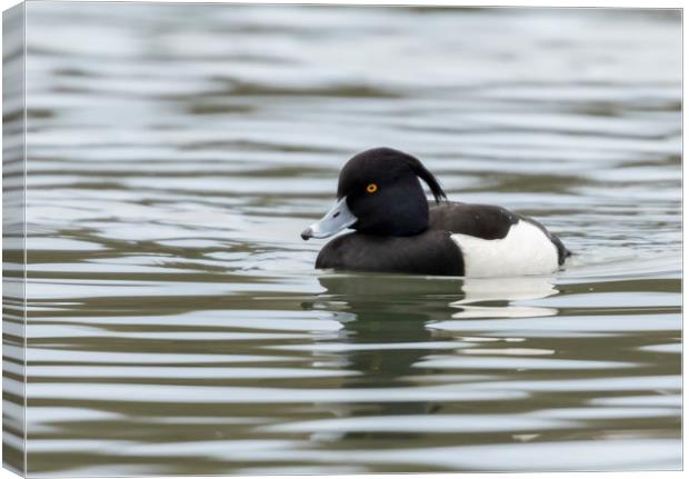 Tufted Duck Canvas Print by Jonathan Thirkell