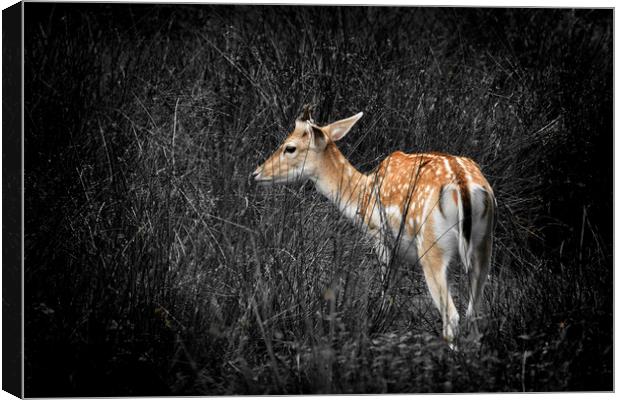 Fallow Deer Canvas Print by Jonathan Thirkell
