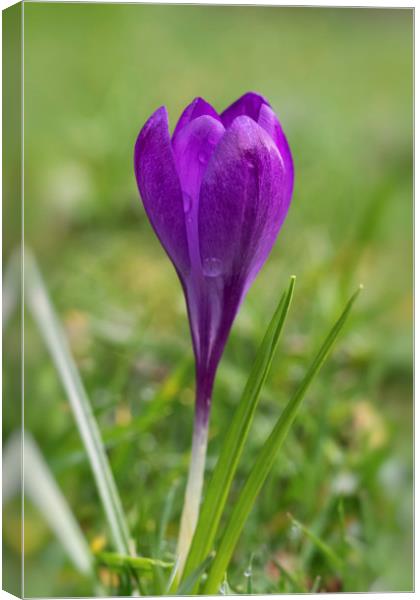 Crocus flower Canvas Print by Jonathan Thirkell