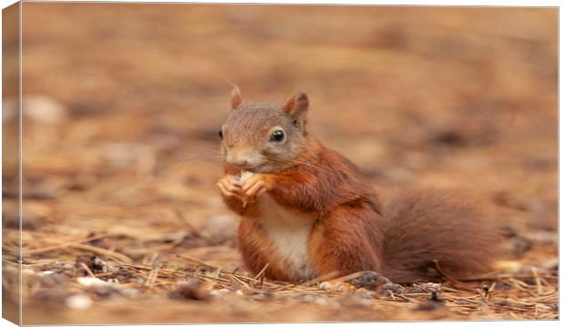 Red Squirrel Eating at Formby Beach, Meseryside Canvas Print by Jonathan Thirkell