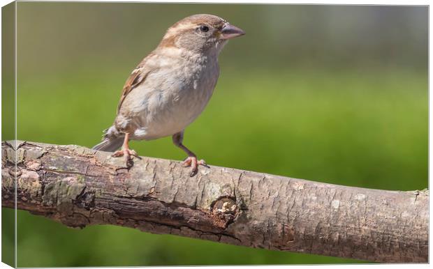 Female House Sparrow Canvas Print by Jonathan Thirkell