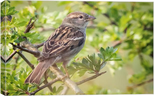 House Sparrow Canvas Print by Jonathan Thirkell