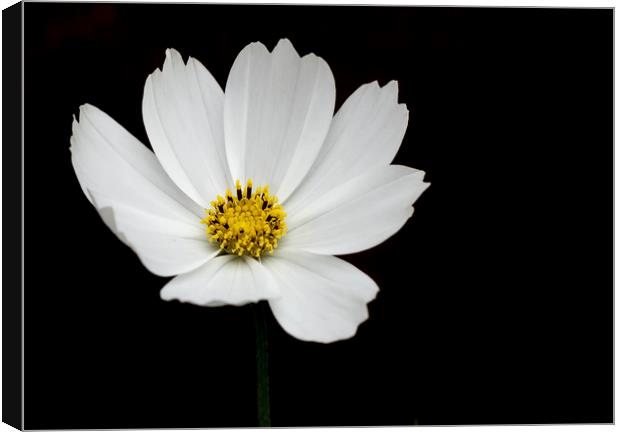 Cosmos Flower Canvas Print by Jonathan Thirkell