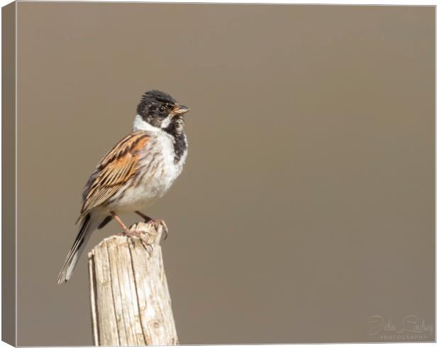 Young male reed bunting Canvas Print by Jonathan Thirkell