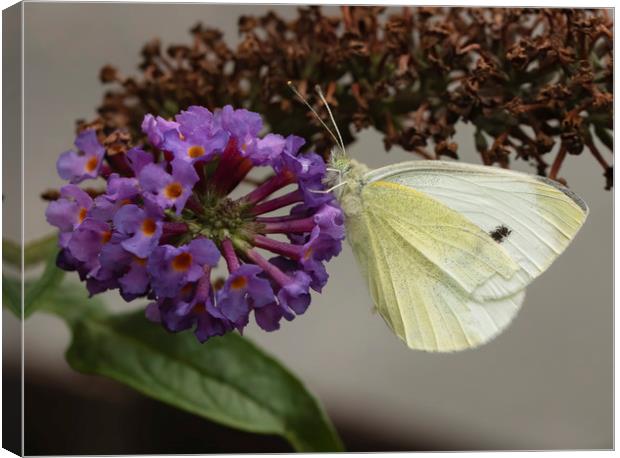 Small white butterfly Canvas Print by Jonathan Thirkell