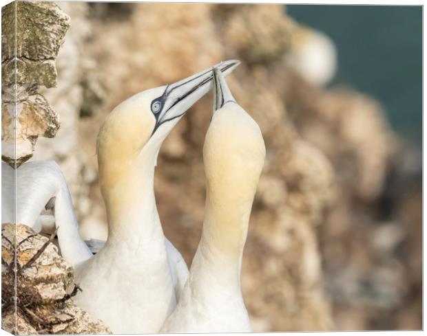Gannet  courtship Canvas Print by Jonathan Thirkell
