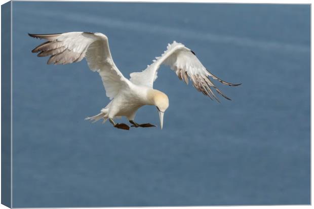 Gannet inflight pose Canvas Print by Jonathan Thirkell