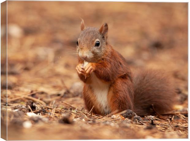 Red Squirrel Canvas Print by Jonathan Thirkell