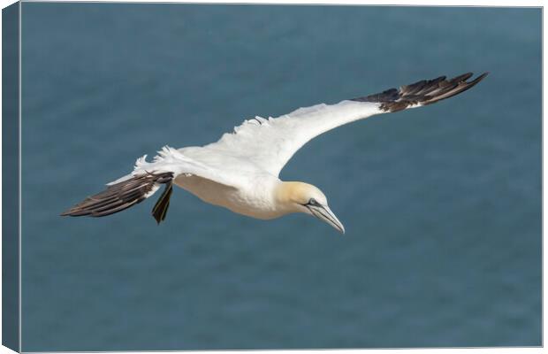 Gannet in flight Canvas Print by Jonathan Thirkell