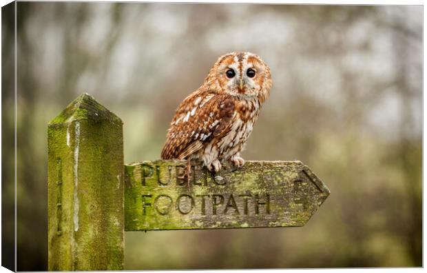 Tawny Owl on sign post Canvas Print by Jonathan Thirkell