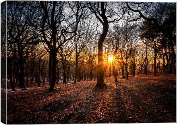 Woodland sunset At Tandle Hill Country Park Oldham Canvas Print by Jonathan Thirkell