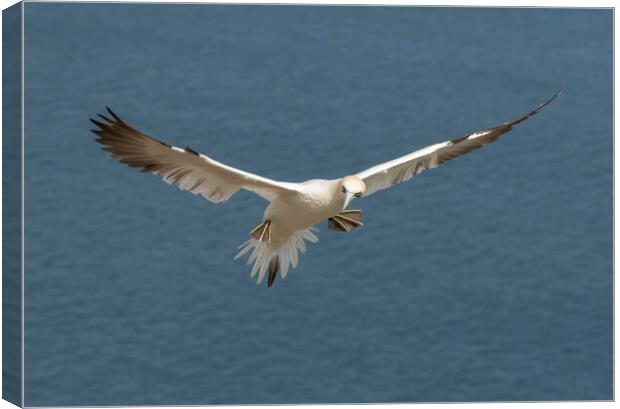 Gannet in flight Canvas Print by Jonathan Thirkell