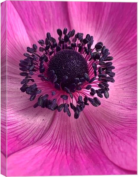 Pink Poppy Flower Canvas Print by Jonathan Thirkell