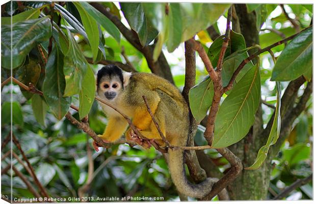 Squirrel Monkey Canvas Print by Rebecca Giles