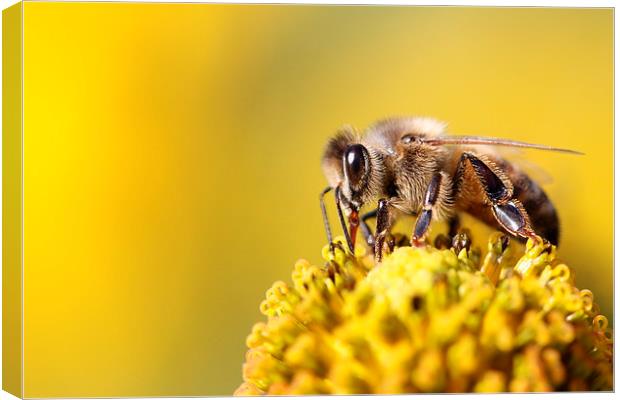 Bee or not to be Canvas Print by Rebecca Giles