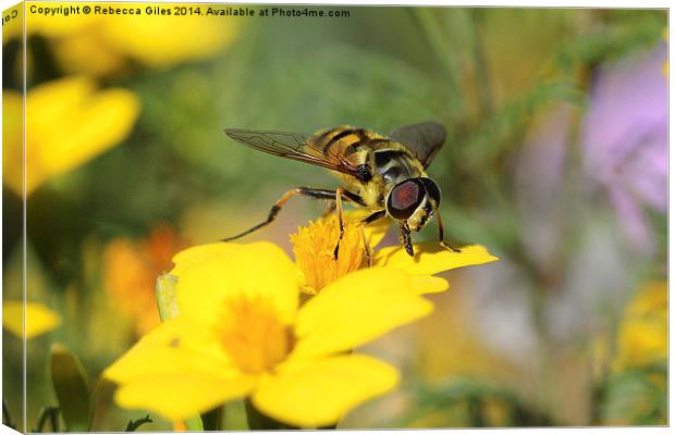  Striking Wasp (2) Canvas Print by Rebecca Giles