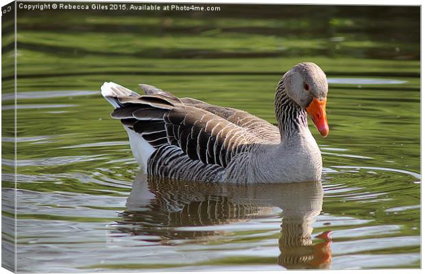  Greylag Goose Canvas Print by Rebecca Giles