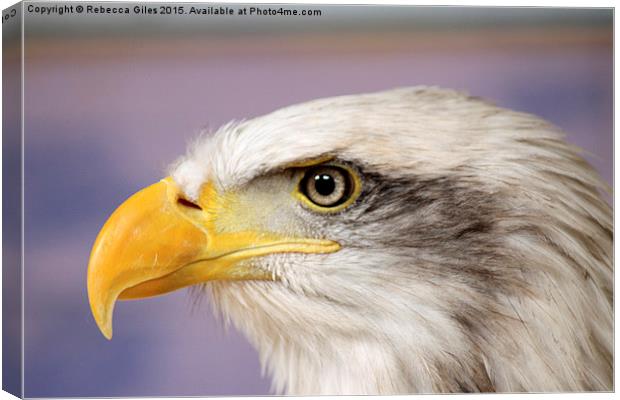  Bald Eagle Canvas Print by Rebecca Giles