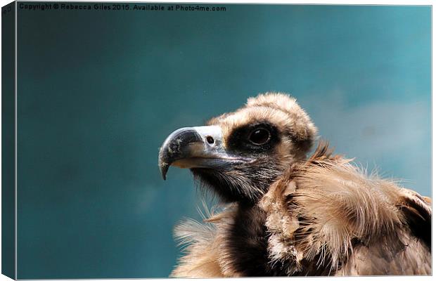 Cinereous Vulture Canvas Print by Rebecca Giles